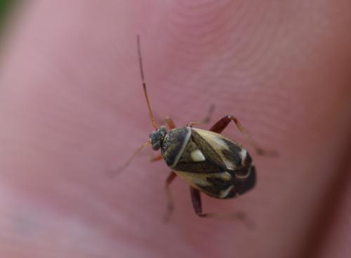 Polymerus unifasciatus